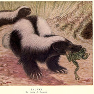 Skunk